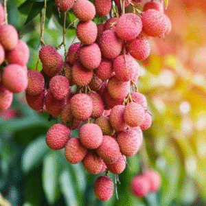 লিচু